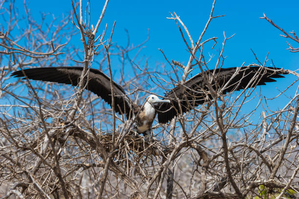 istock Young Fledgling Magnificent Frigate Female 1188733663
