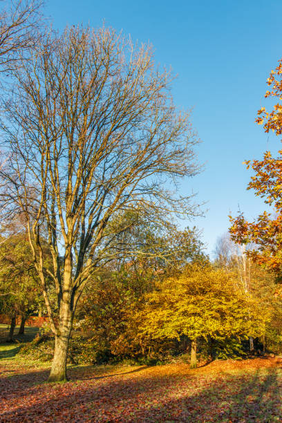 istock Beautiful Autumn at Grove Park, Birmingham, UK 1188735286