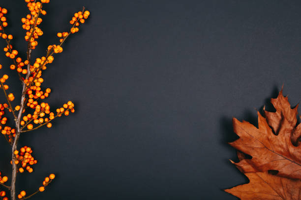 istock A sea buckthorn on a dark background. 1188735646