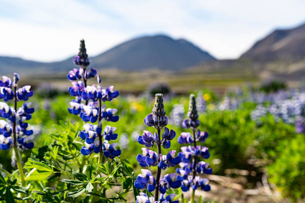istock Wonderful view of iceland nature 1188740055