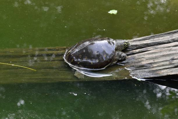 istock Roofed turtle or pangshura sylhetensis. 1188740301