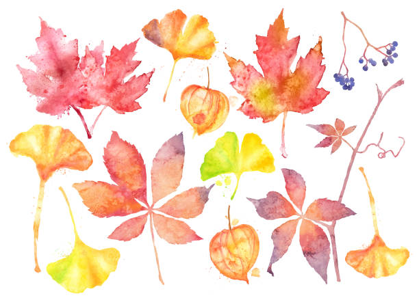 herbst blätter und beeren icons. vektor-aquarell-zeichnungen - lampionpflanze stock-grafiken, -clipart, -cartoons und -symbole