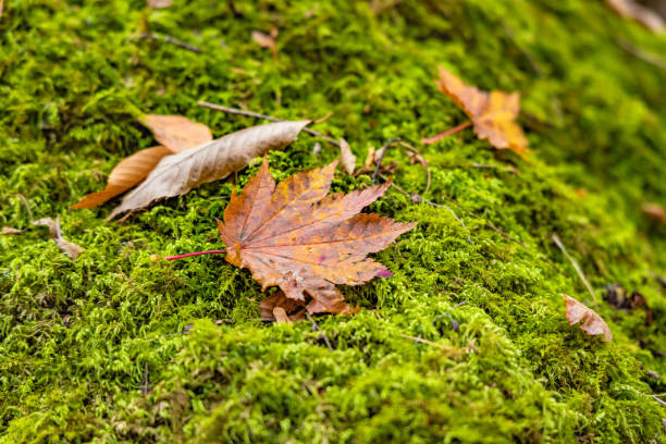 istock Autumn leaves and beautiful moss 1188745074