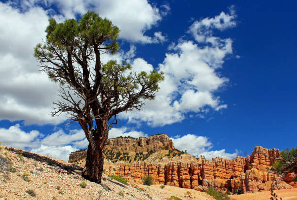 istock Pine tree of Bryce Canyon 1188745075