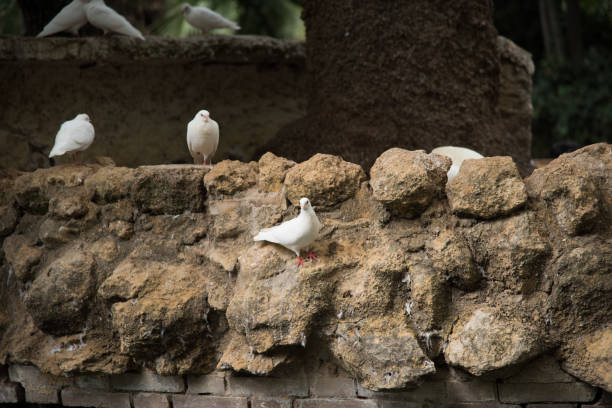 Several white pigeons are sitting on rocks in the park