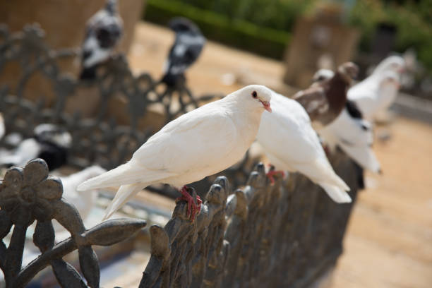 White doves sitting on a garden railings in the park