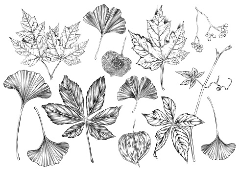 Fall Leaves and Berries Icons. Vector Ink and Watercolor Drawings