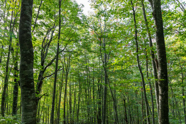 istock Nature background of green forest, beech forest 1188747240