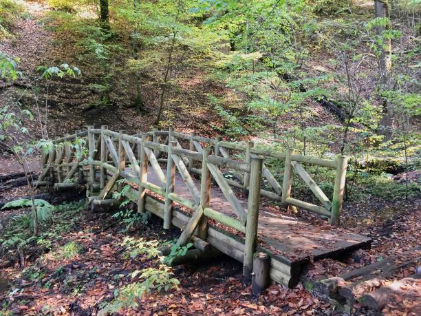istock Wooden bridge in the forest 1188750803