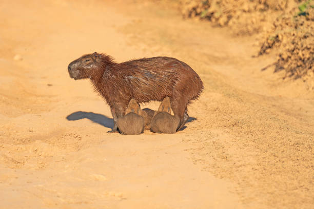 istock Capybara Mother Feeding Her Babie 1188750807
