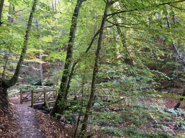 istock Wooden bridge in the forest 1188751368