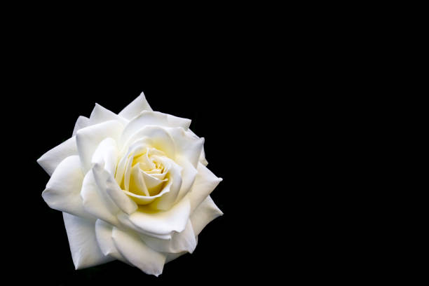 istock Beautiful white rose isolated on black background. Ideal for greeting cards for wedding, birthday, Valentine's Day, Mother's Day 1188751601