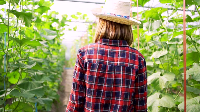 4k Dolly shot backside view of young woman farmer walking on the Green melons or cantaloupe melons plants growing in farms.