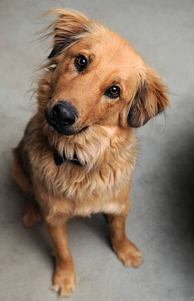 Cão Sentado - fotografia de stock