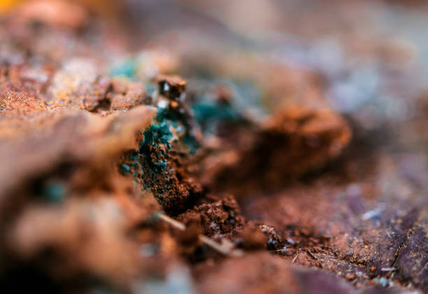 istock Soil Fungus Close Up 1188768160