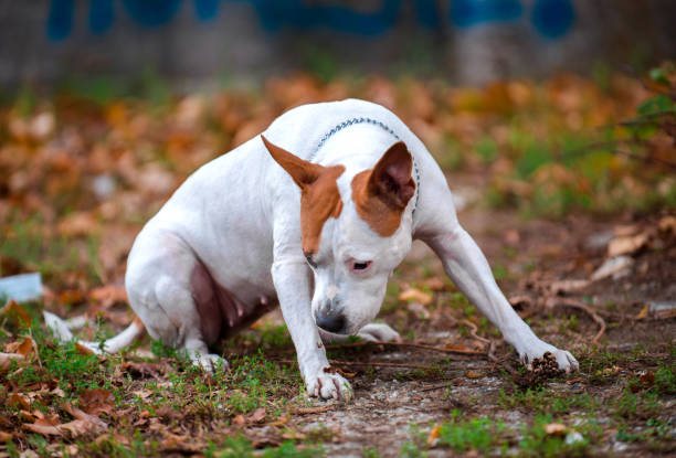 istock American Staffordshire 1188768251
