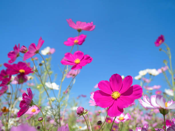 istock Blue sky and cosmos field 1188770483