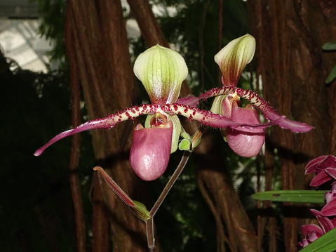 Beautiful purple and green orchid