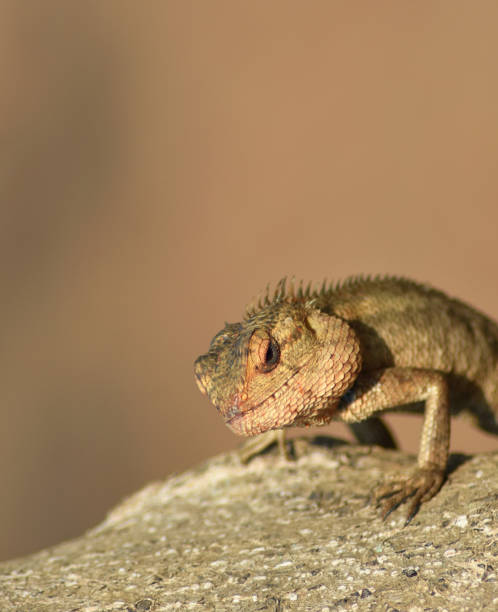 istock Brown chemeleon stuck on the tree trunk 1188772031