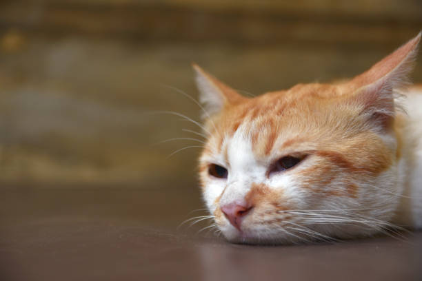 istock Yellow cat is sleeping on the floor 1188772120