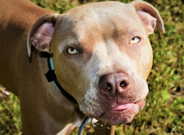 Sweet Pitbull Puppy Tongue Blep Title says it all blue nose pitbull pictures pictures stock pictures, royalty-free photos & images
