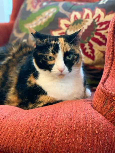 istock Calico cat on red chair 1188774606