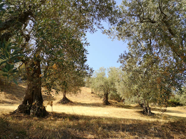 istock Olive trees on Fiesole hills, Florence, Tuscany 1188778252