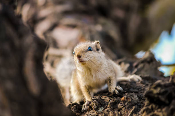 istock Squirrel's portrait of coming down from tree 1188779547