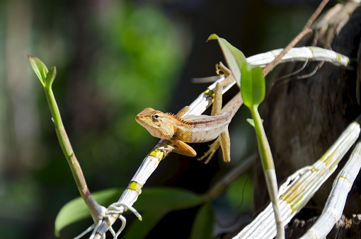 green tropical background. Lizard's back is visible