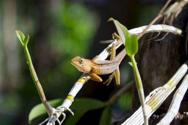 Thai long-tailed lizard sitting on a stalk of orchids green tropical background. Lizard's back is visible long tailed lizard stock pictures, royalty-free photos & images