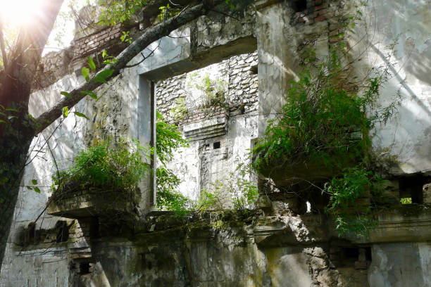 istock trees and bushes grew up inside an destroyed building 1188780649