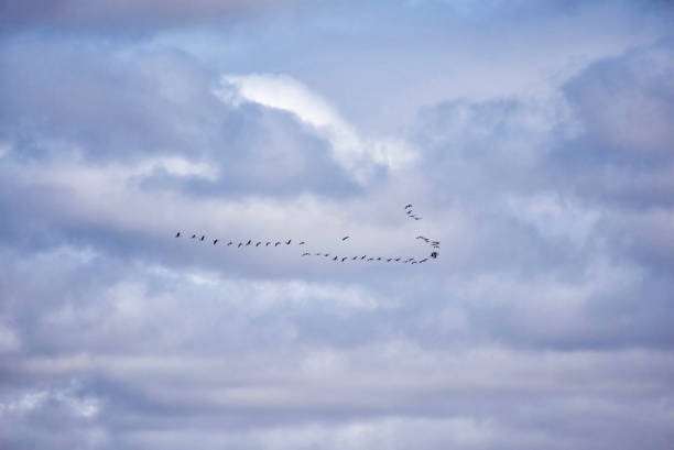 istock Flock of migrating geese flying in v-formation on blue sky with beautiful clouds 1188780726