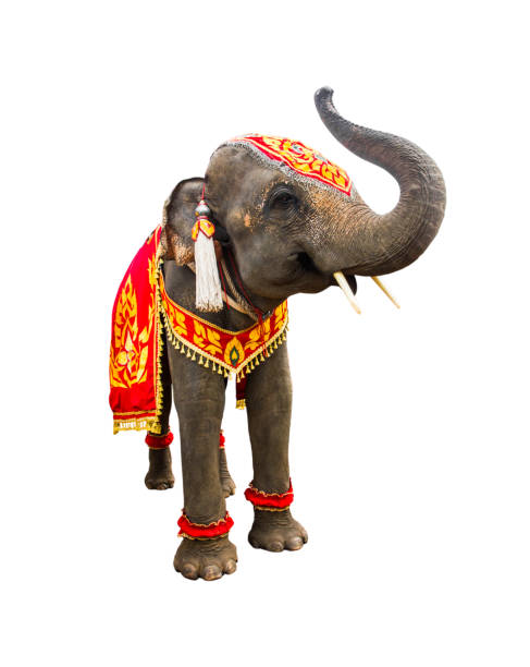 istock elephan raising  trunk ,elephant has beautiful and large isolated on white background. colorful painted elephant head ,Decorated elephants in Thailand. 1188782579