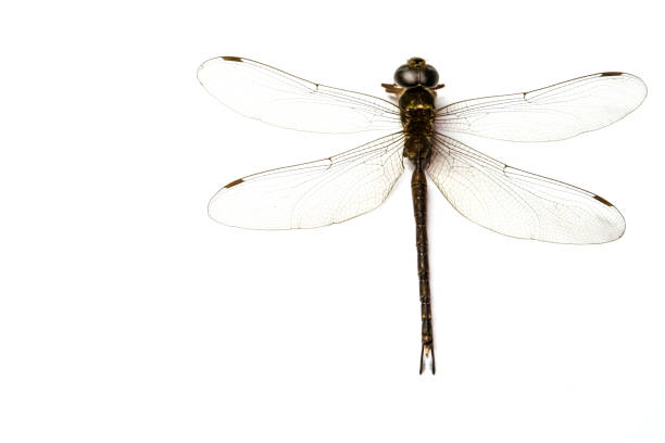 istock dragonfly bug macro close up image isolated above white background, tropical nature insect with perfect body and beautiful pattern transparent slim wing for environment education concept 1188783303