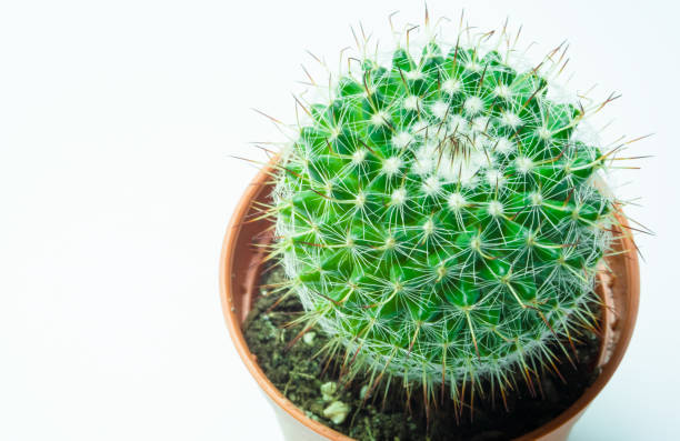 istock close up macro cute cactus or cacti background with green leaf color above view, tropical desert plant with a beautiful pattern of thorns for modern home decoration houseplant concept with copy space 1188783348