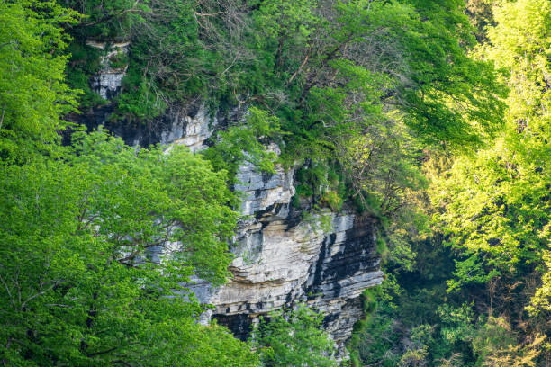 istock Rocky cliff in dense green forest. Spring colors in the mountain forest. 1188783365