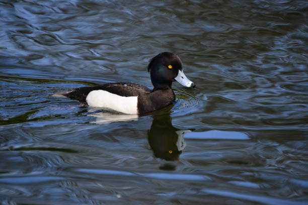 istock Ducks swimming on a lake 1188783564