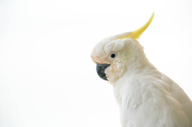 Holiday Destination shots, copy space - tropical island and cockatoos