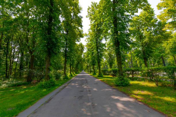istock Sidewalk Aligned With Tall Green Trees 1188786886