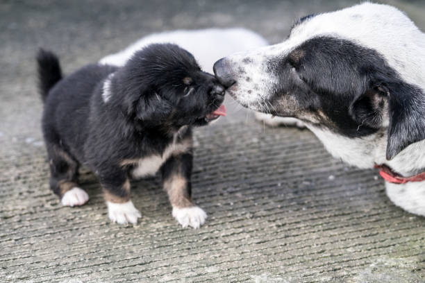istock lovely Puppy playing outdoor 1188787159