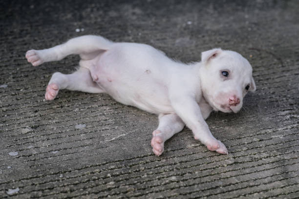 istock cute  thai puppy lying and playing on the ground 1188787168