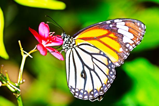 istock Butterfly drinking juice from flower. 1188790567