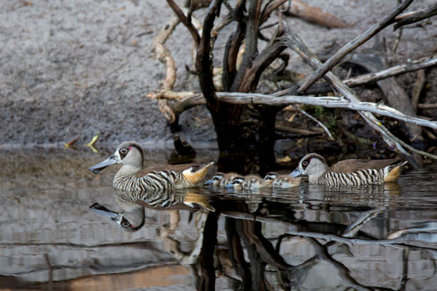 Pink-eared Ducks with Ducklings stock photo