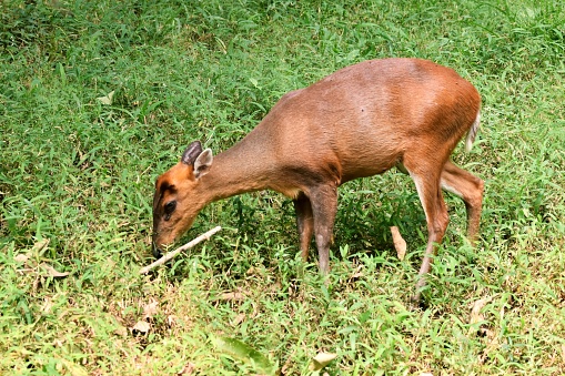 Hog Deer Stock Photo - Download Image Now - Animal, Animal Body Part, Animal  Head - iStock