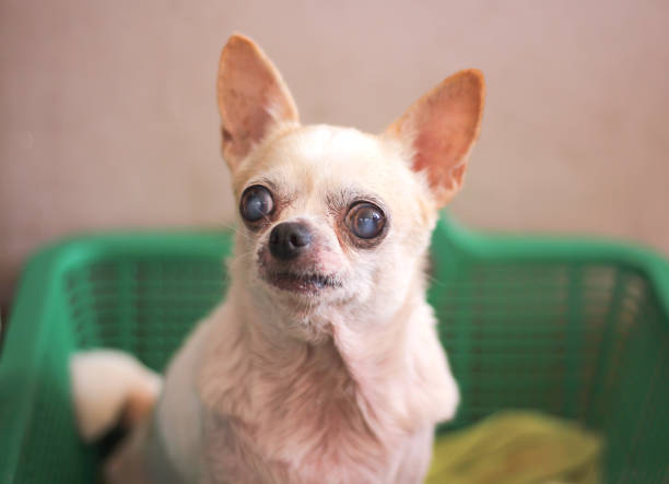 istock Old white chihuahua dog in green  background 1188791701