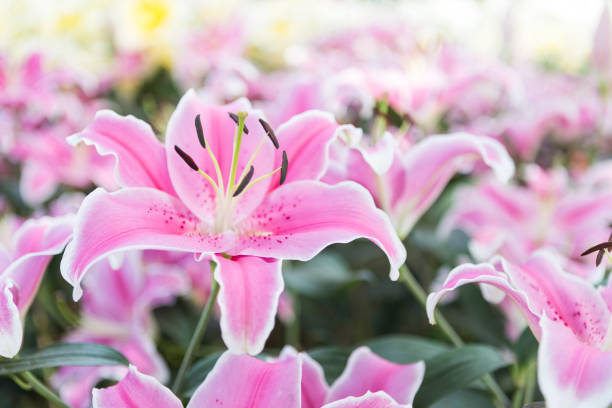 istock Beautiful pink lilly flower background 1188791706