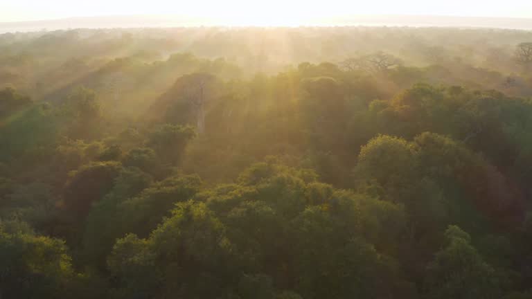 Aerial fly over view of the sun's rays streaming over the tree tops with large baobab trees in a tropical rain forest, Central Africa