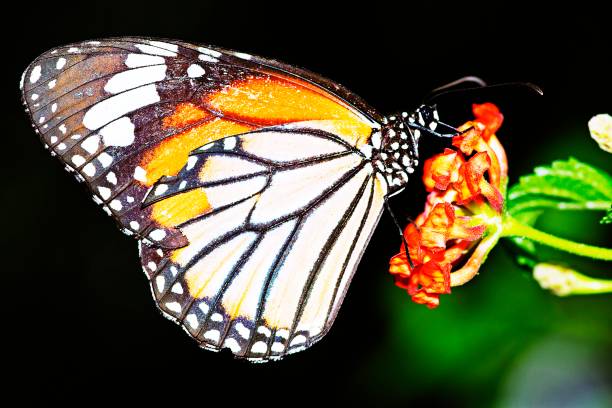 istock Butterfly drinking juice from flower. 1188793125