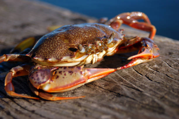 istock A crab suns himself on a pier 1188793948