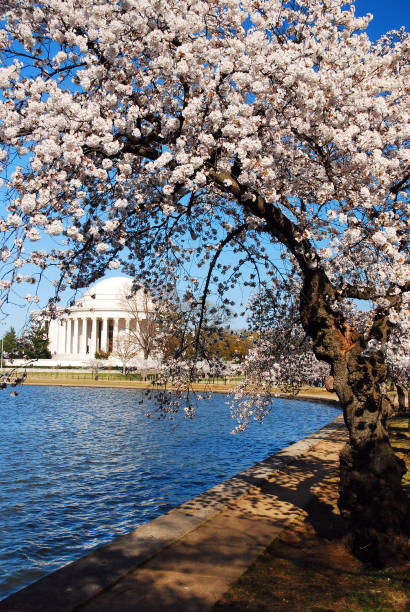 istock Cherry Blossom time at the Tidal Basin in Washington DC 1188793963